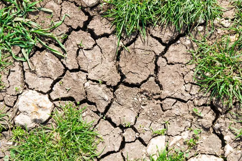 Sol craquelé avec herbe verte.